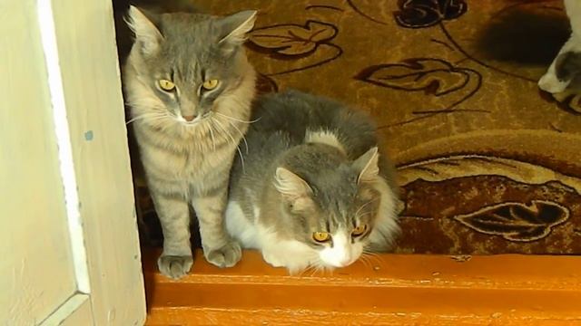 #Коты ругаются с хозяйкой. смотреть онлайн