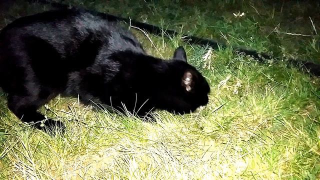 Шаман поймал мышь!!! смотреть онлайн