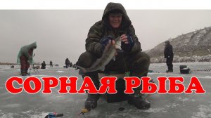 Видишь Леща? Нет. А Он Есть! ▶ #Vovabeer