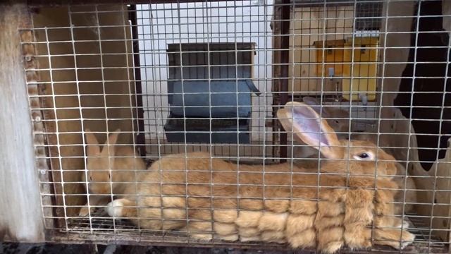 Как уберечь крольчат от гибели с первого дня жизни