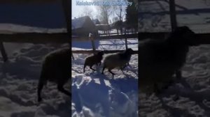 #Романовские овцы