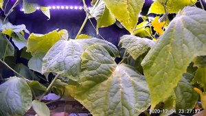 Фитолампа для растений, огурцы 2