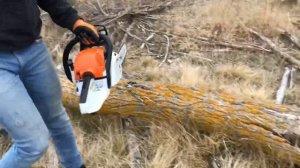 STIHL 08S vs. STIHL MS 231 C