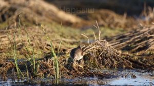 Утренняя фотоохота из скрадка                  (Советую посмотреть полностью )