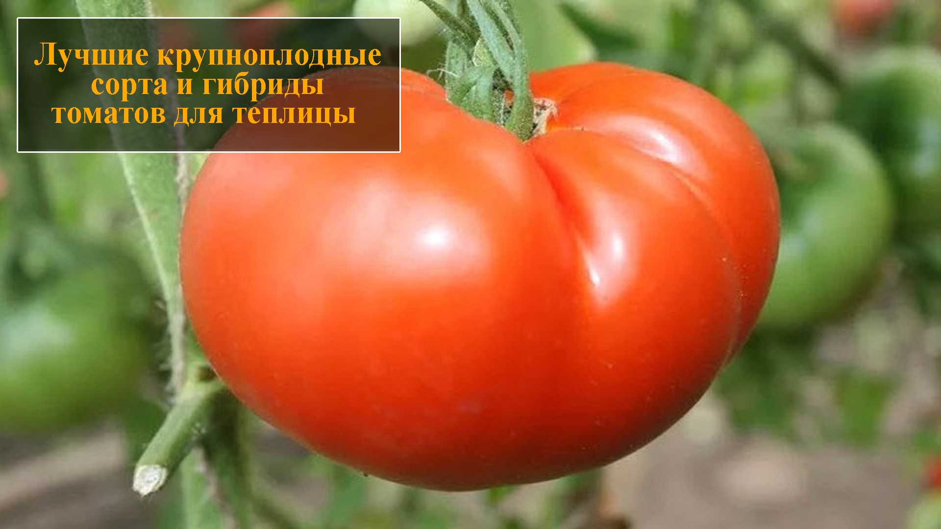 помидоры мазарини фото