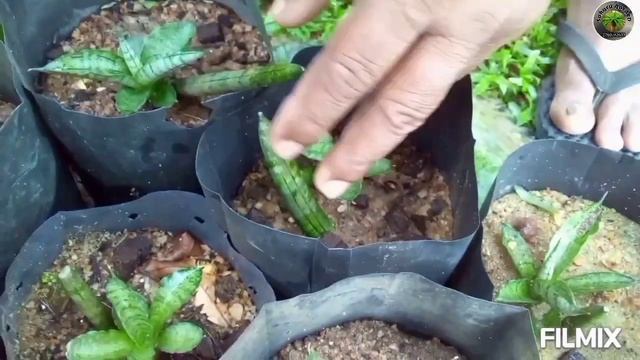 sansevieria,sansaweria,sansaweriya,snake plant,sansevieria how grow,sansevieria varieties,sinhala смотреть онлайн