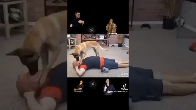 собака медик