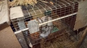 Инбридинг или близкородственные связи в кролиководстве