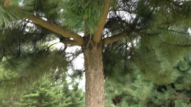 Pinus Nigra Nigra - The Austrian Black Pine - Irish Tree Centre Review смотреть онлайн