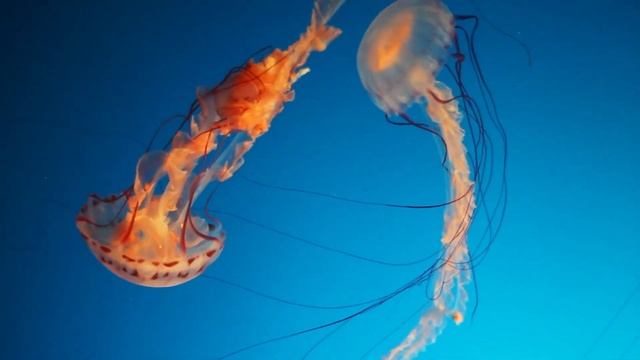 Лечебная музыка для сердца и сосудов/ музыка для глубокого сна. смотреть онлайн