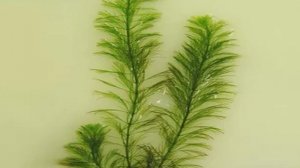 Перистолистник повойничковый или уруть елочная.