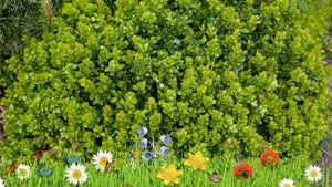 Барбарис тунберга Коболд ? Обзор: посадка и уход. саженцы барбариса Коболд: описание и особенности