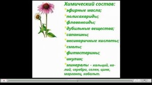 Эхинацея Лечебные свойства