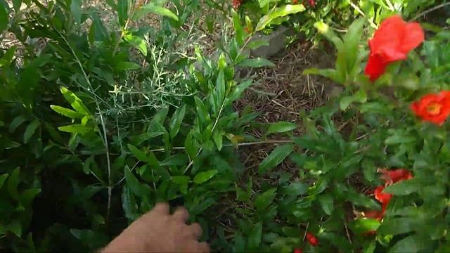 Выращивание граната ! (09.06.18) смотреть онлайн