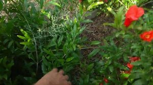 Выращивание граната ! (09.06.18)