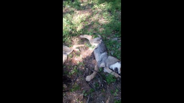 Попалось 3 волчонка/ ОХОТА НА ВОЛКА В БУРЯТИИ смотреть онлайн