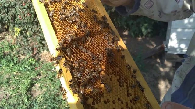 Очередная волна откачки.Освобождаем место под мед с дерева софора японская и колючек. смотреть онлайн