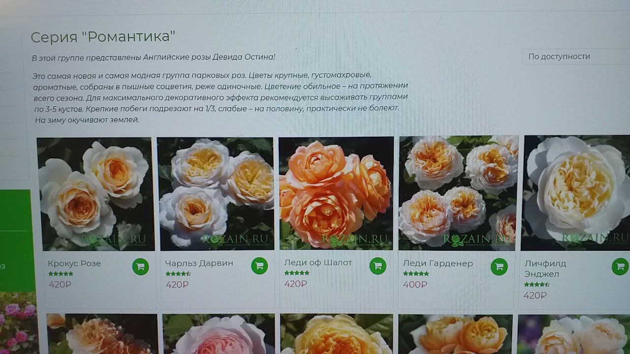 РОЗЫ...И чем сердце успокоилось) #розы #розыостина
