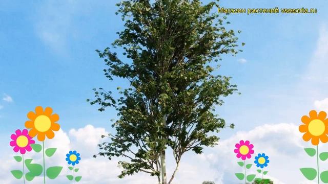 Береза белая Фасинашин. Краткий обзор, описание характеристик betula albosinensis Fascination