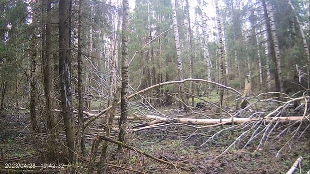 фотоловушка в лесу на солонце смотреть онлайн