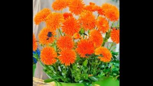 #Календула #Garden #flowers110 Декоративные растения