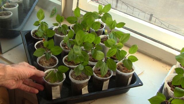 Как вырастить яблоню. Часть 4. смотреть онлайн