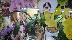 Пышное цветение орхидей на балконе. Обзор домашнего цветения орхидей. Секреты пышного цветения.