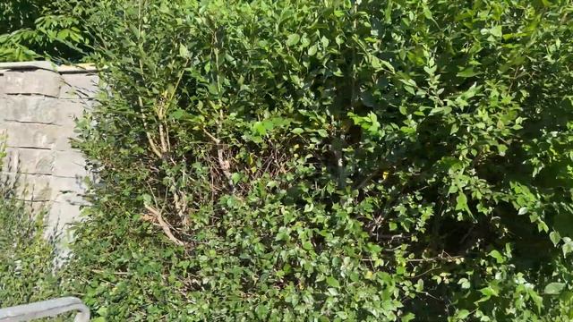 Первая обрезка зеленого забора из Карагача в этом году. смотреть онлайн