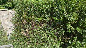 Первая обрезка зеленого забора из Карагача в этом году.