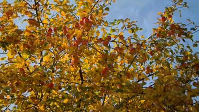 Царицею взошла на трон смотреть онлайн