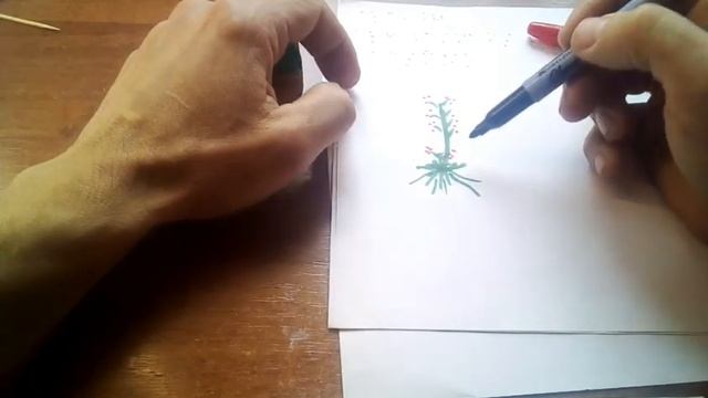 Малина летняя, ремонтантная и тутаймер.
