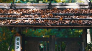 Sony A6600 + Sigma 135mm F1.8 DG HMS ART | Autumn leaves