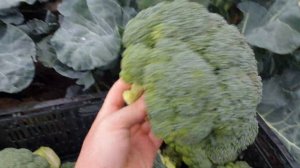 Уборка брокколи Партенон-F1