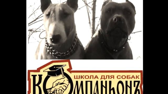 Дрессировка собак в Одессе смотреть онлайн