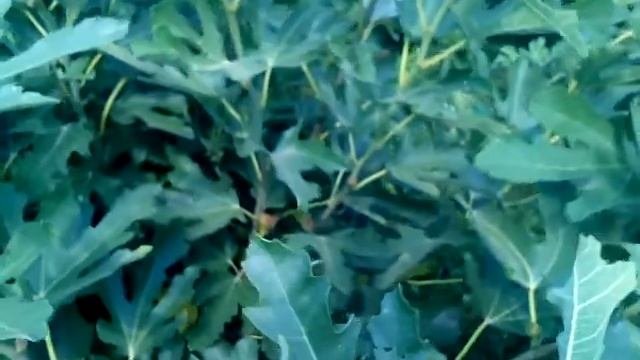Чёрный инжир. Первый урожай