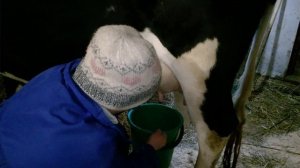 Переработка МОЛОКА, Дойка нашей КОРОВЫ