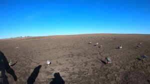 Охота на гусей Вологодская область 2023!