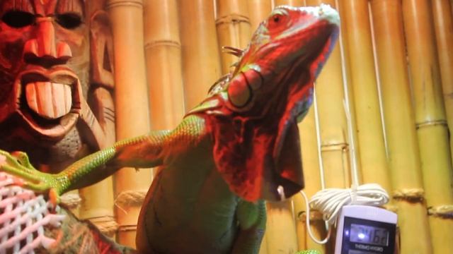 мишка кушает) смотреть онлайн