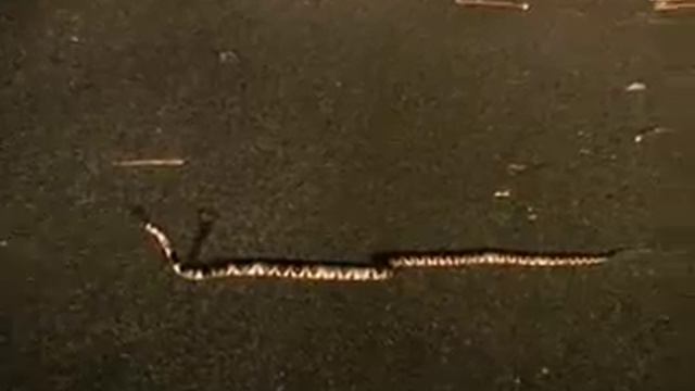 Dinodon semicarinatum смотреть онлайн