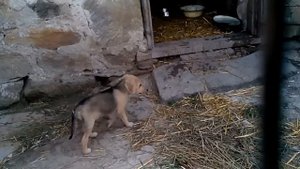 русская гончая. щенки. 2 месяца