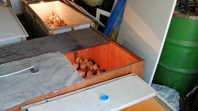 Цыплятам Ломан Браун 3 недели.Как отличить петуха от курицы.