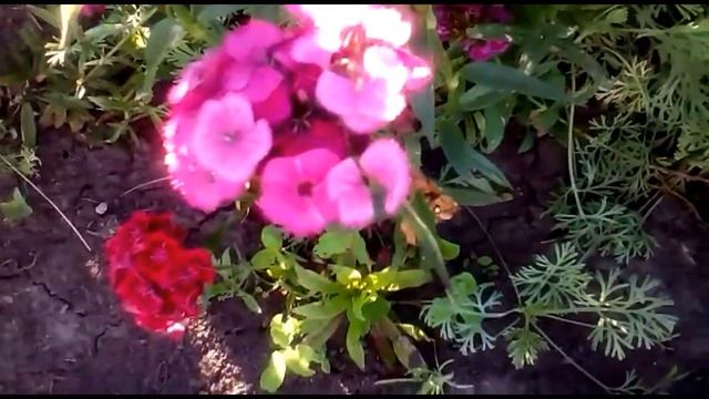 Секреты и особенности турецкой гвоздики! Еще немного о цветке Зевса... смотреть онлайн