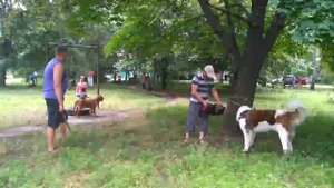 Первое занятие по охране. Московская сторожевая.