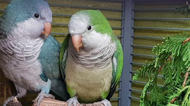 ТЫ ТОЛЬКО НЕ ОБИЖАЙСЯ, НО Я ТЕБЕ ОДИН УМНЫЙ ВЕЩЬ СКАЖУ! УРОК ДЛЯ ПОПУГАЯ. УЧИМ ПОПУГАЯ ГОВОРИТЬ. смотреть онлайн