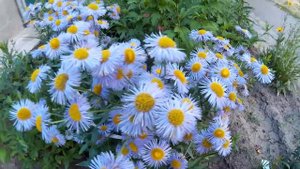 Альпийская астра - это тот цветок, который всегда будет пользоваться популярностью