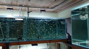 Обзор разводни Размеры аквариумов Аэрация Температура Фильтрация