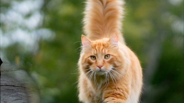 Зачем кошке хвост смотреть онлайн