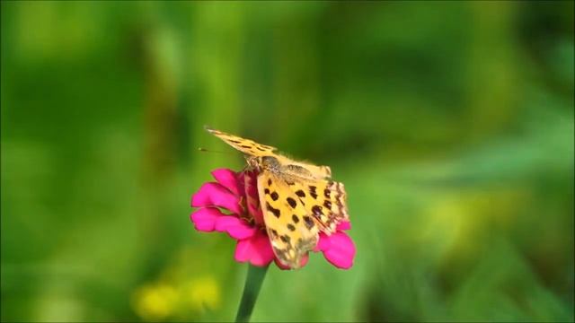 Я ЛЕГКО РАСКРЫВАЮСЬ В ПРИНЯТИИ СЕБЯ! Аффирмации для поддержания Духа смотреть онлайн