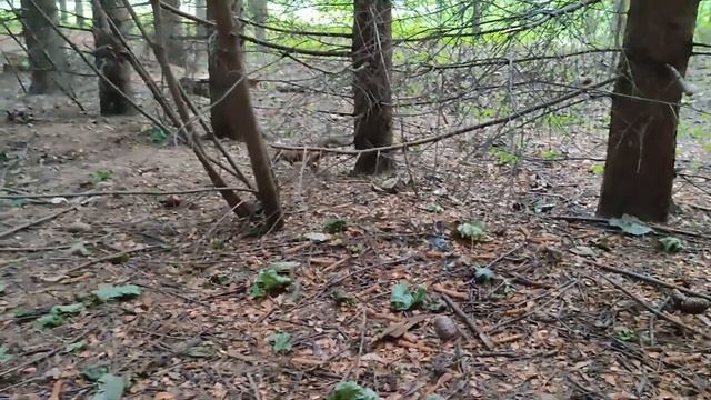 Белка занята поиском спрятанных орехов смотреть онлайн