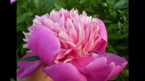 Многолетники в саду  ПИОНЫ  Названия и фото